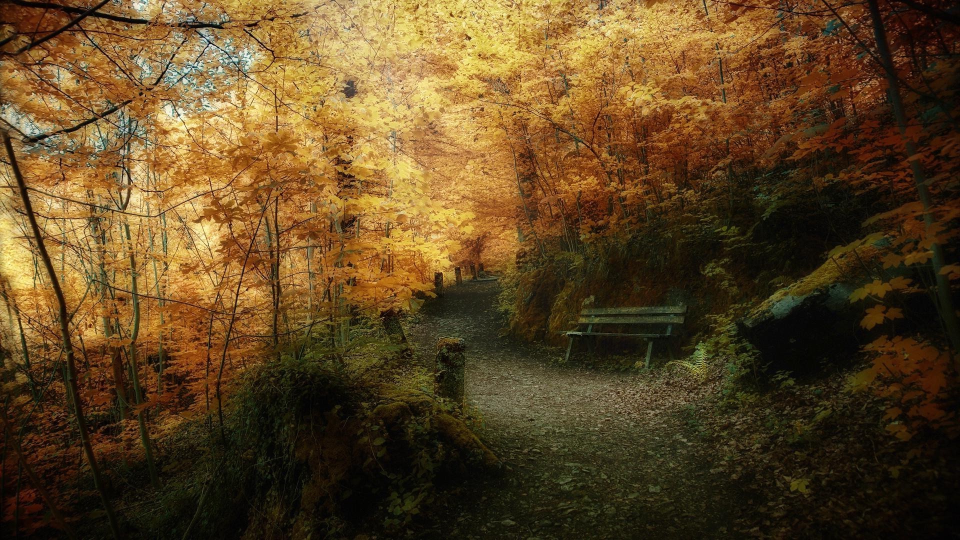 otoño otoño madera árbol paisaje luz parque naturaleza