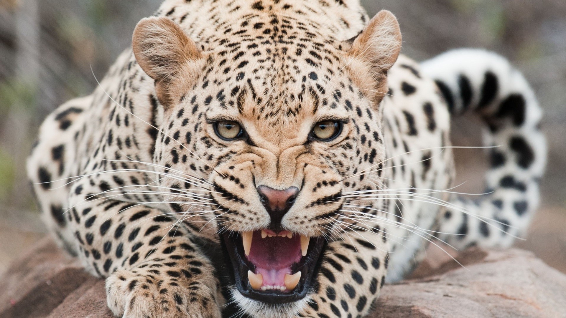 tiere tierwelt säugetier zoo tier safari katze wild raubtier jäger fleischesser leopard dschungel natur fell groß gefahr porträt