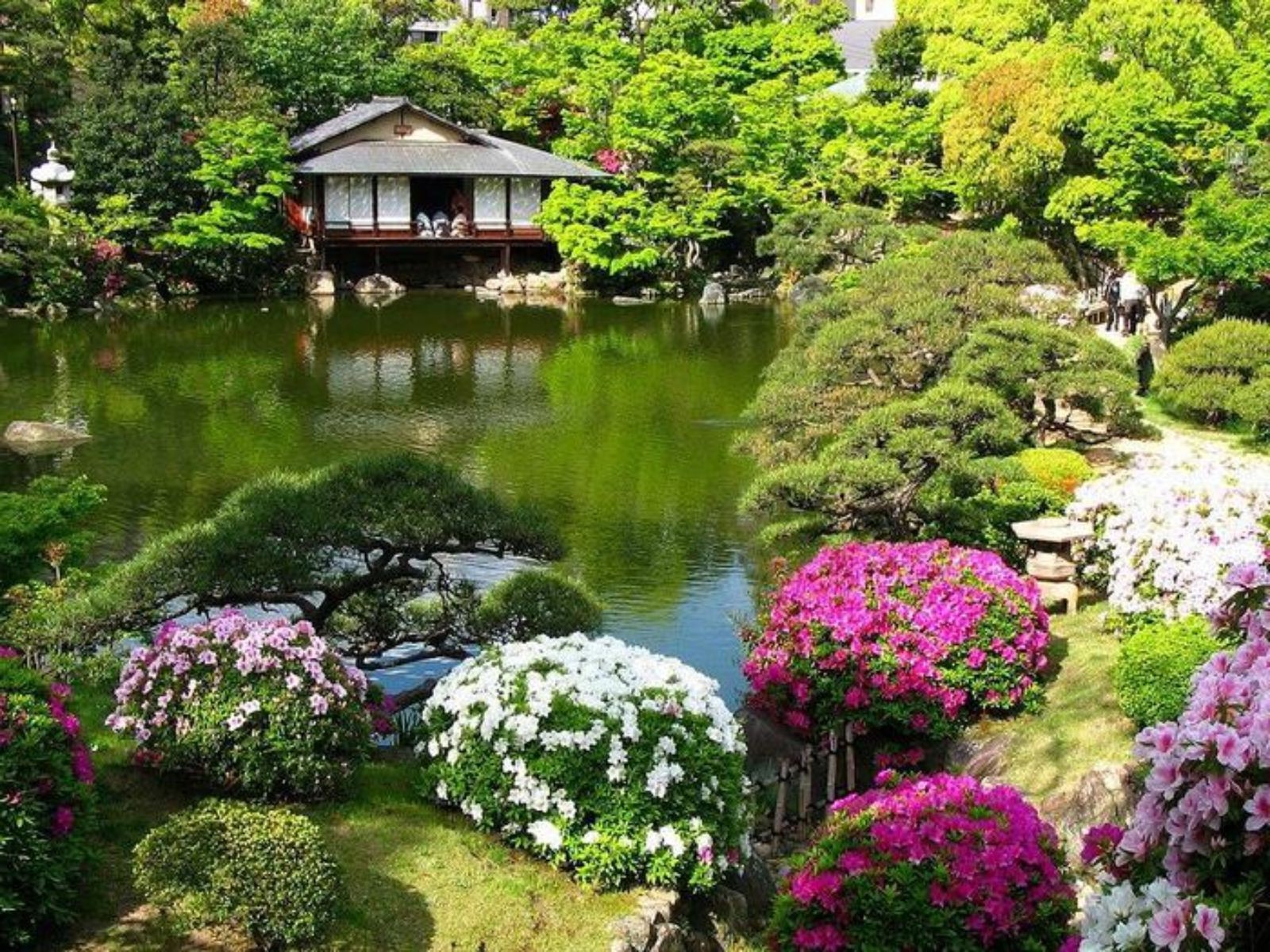 花 花园 花 房子 自然 夏天 树 草坪 家庭 植物 院子 游泳池