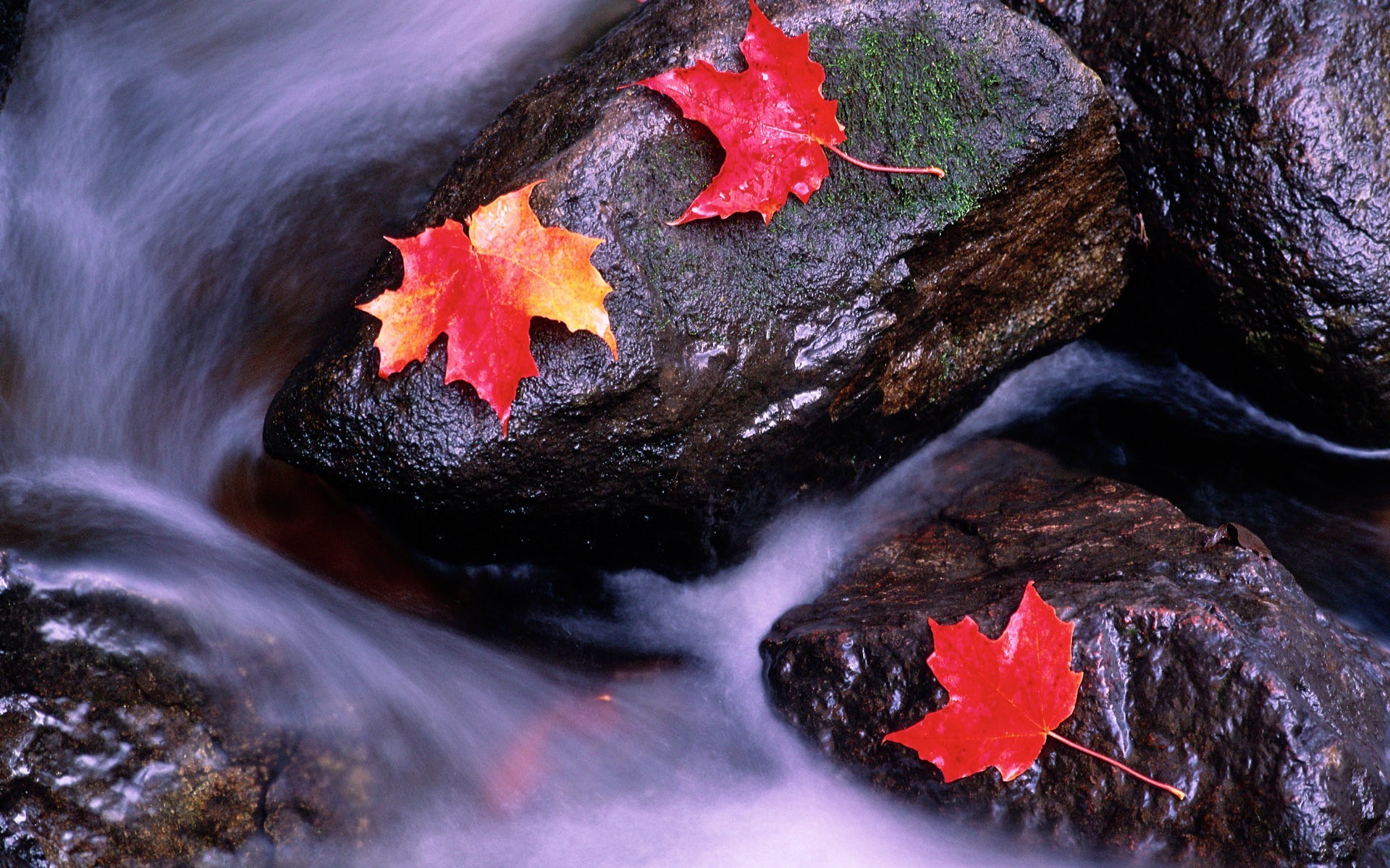 leaves nature outdoors wood rock leaf fall