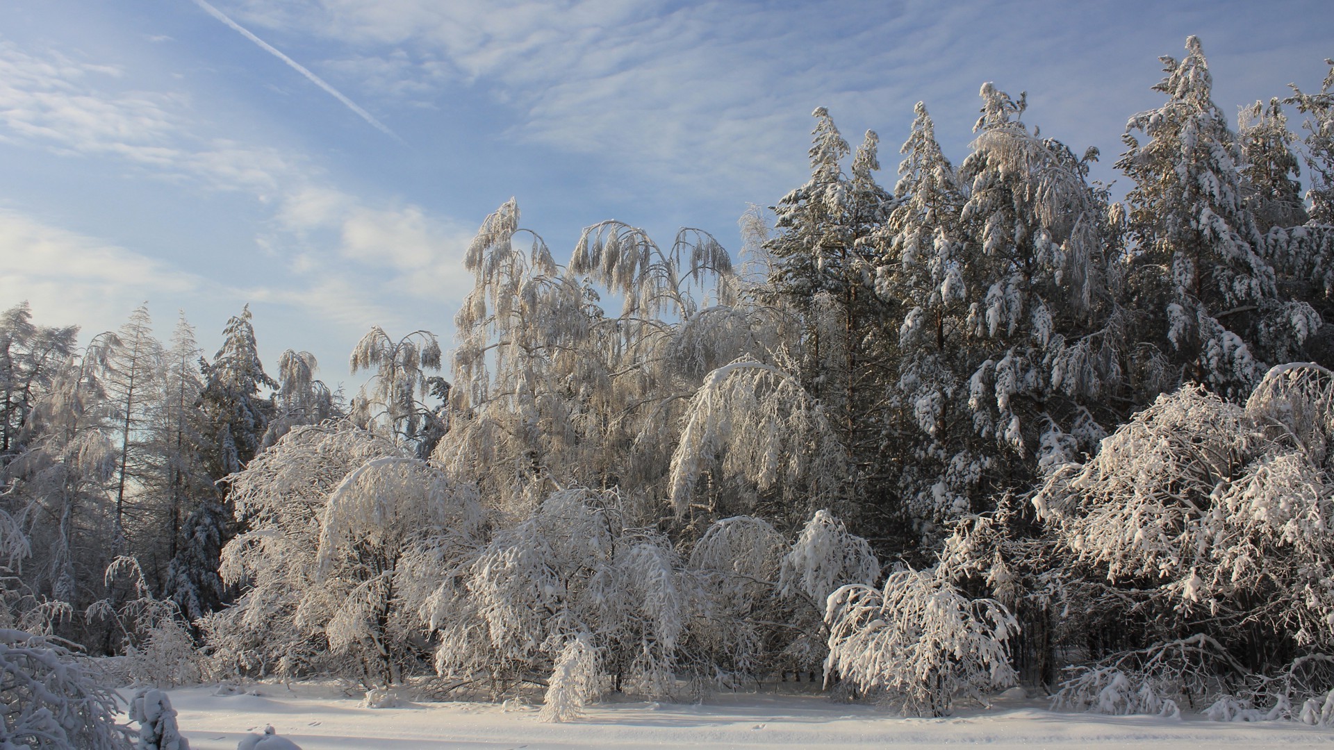 hiver neige gel froid glace congelé paysage bois bois nature givré météo scénique montagne saison scène parc