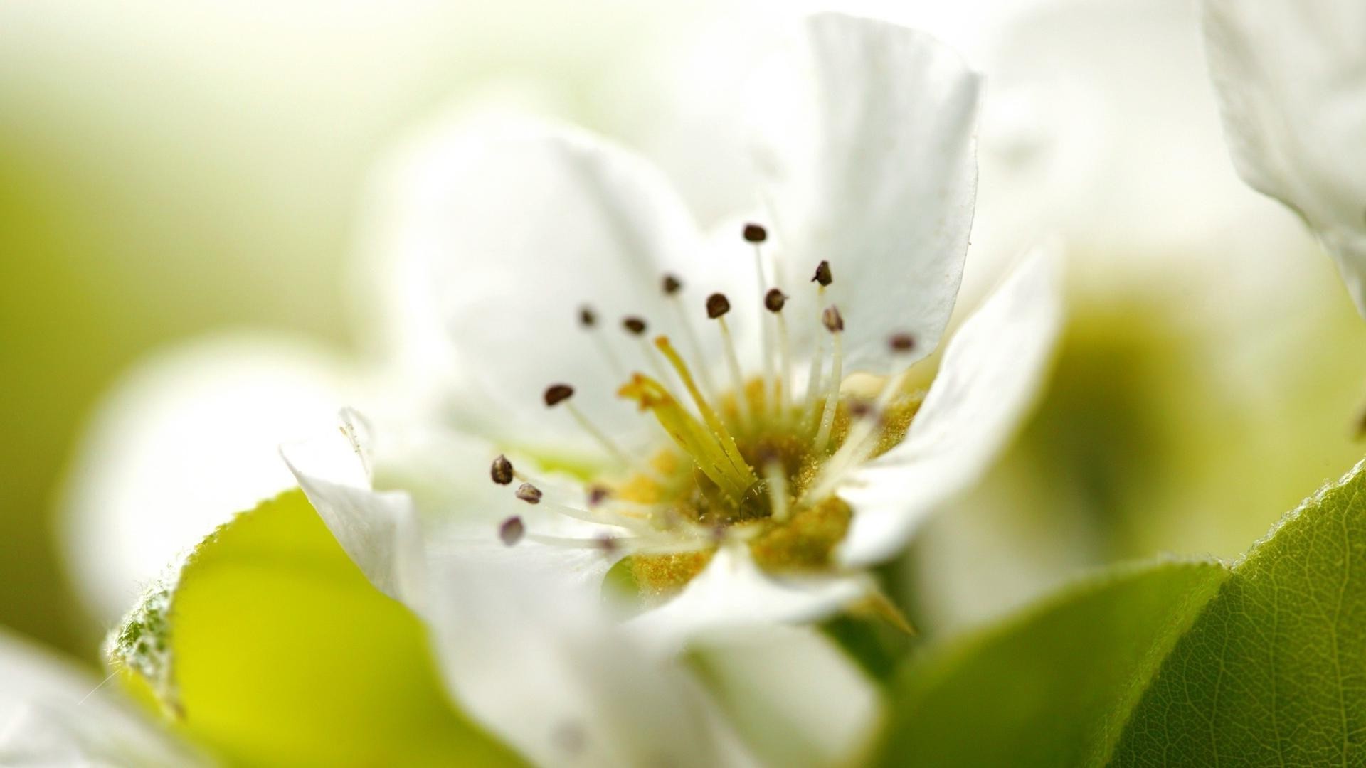 kwiaty kwiat natura flora liść lato ogród rozmycie płatek kwiatowy jasny bluming kolor jabłko wielkanoc wzrost piękny zbliżenie sezon