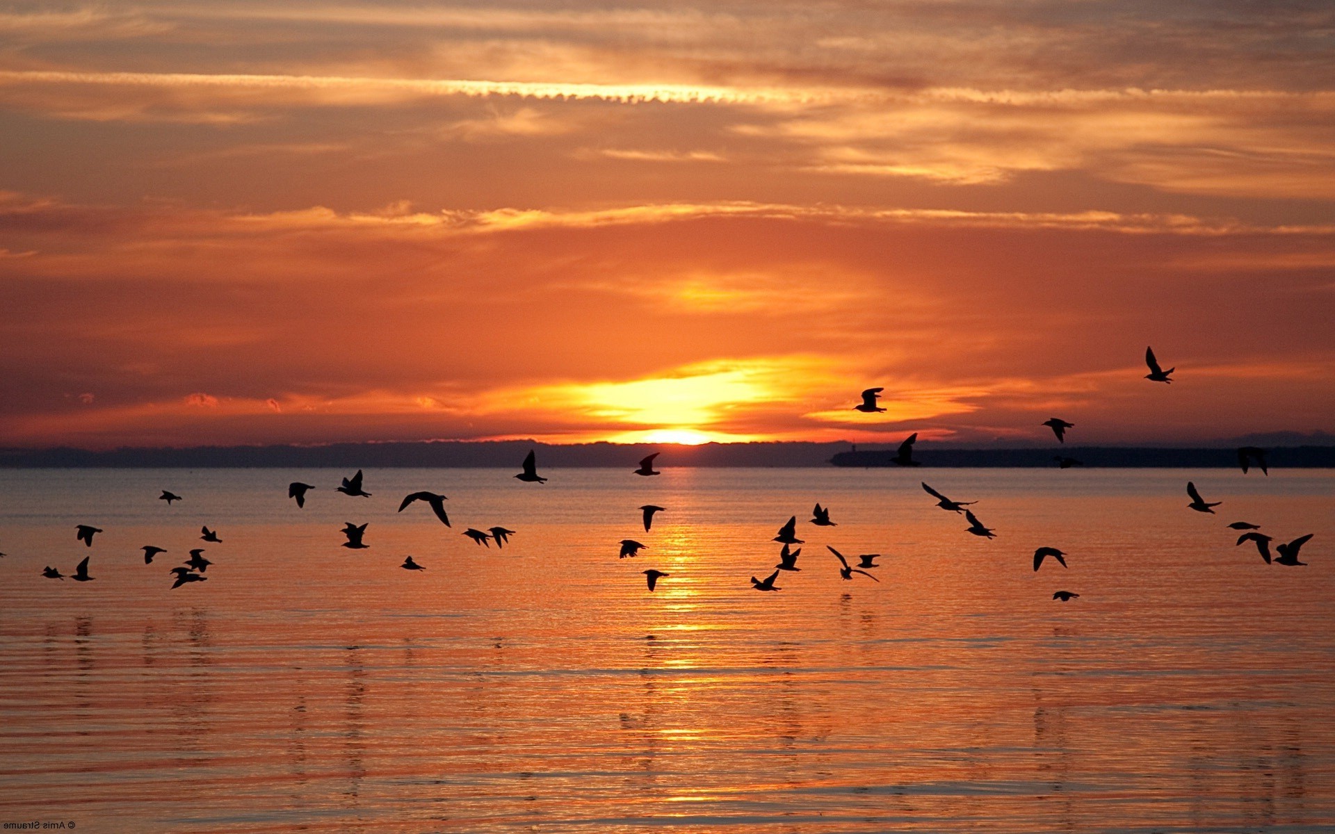 the sunset and sunrise sunset water dawn bird reflection evening lake dusk sun sea beach ocean silhouette nature goose sky seagulls