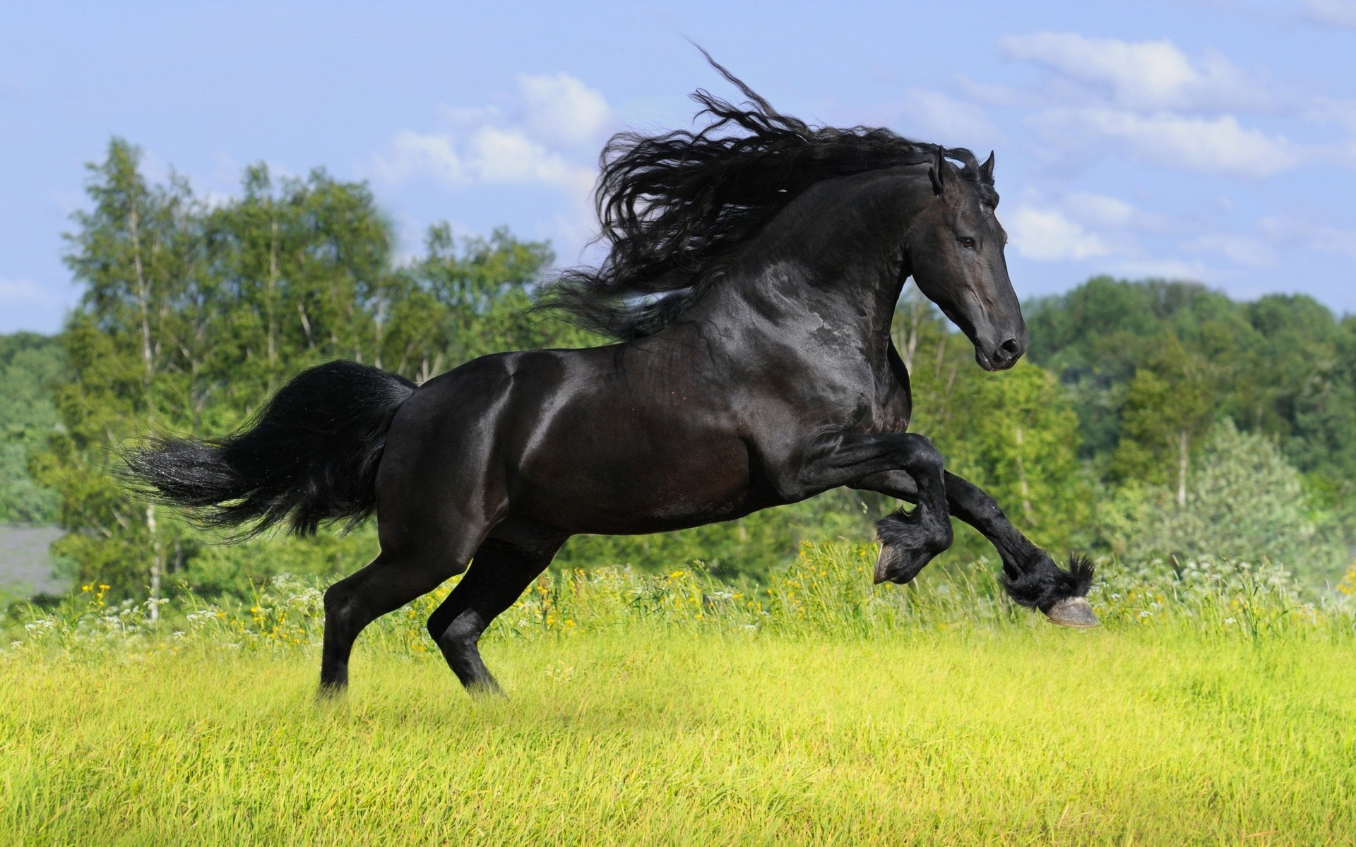 cavallo mammifero cavalleria cavallo mare equestre stallone manet erba animale allevamento di cavalli fieno campo fattoria pascolo skoko seduto pony purosangue pascolo