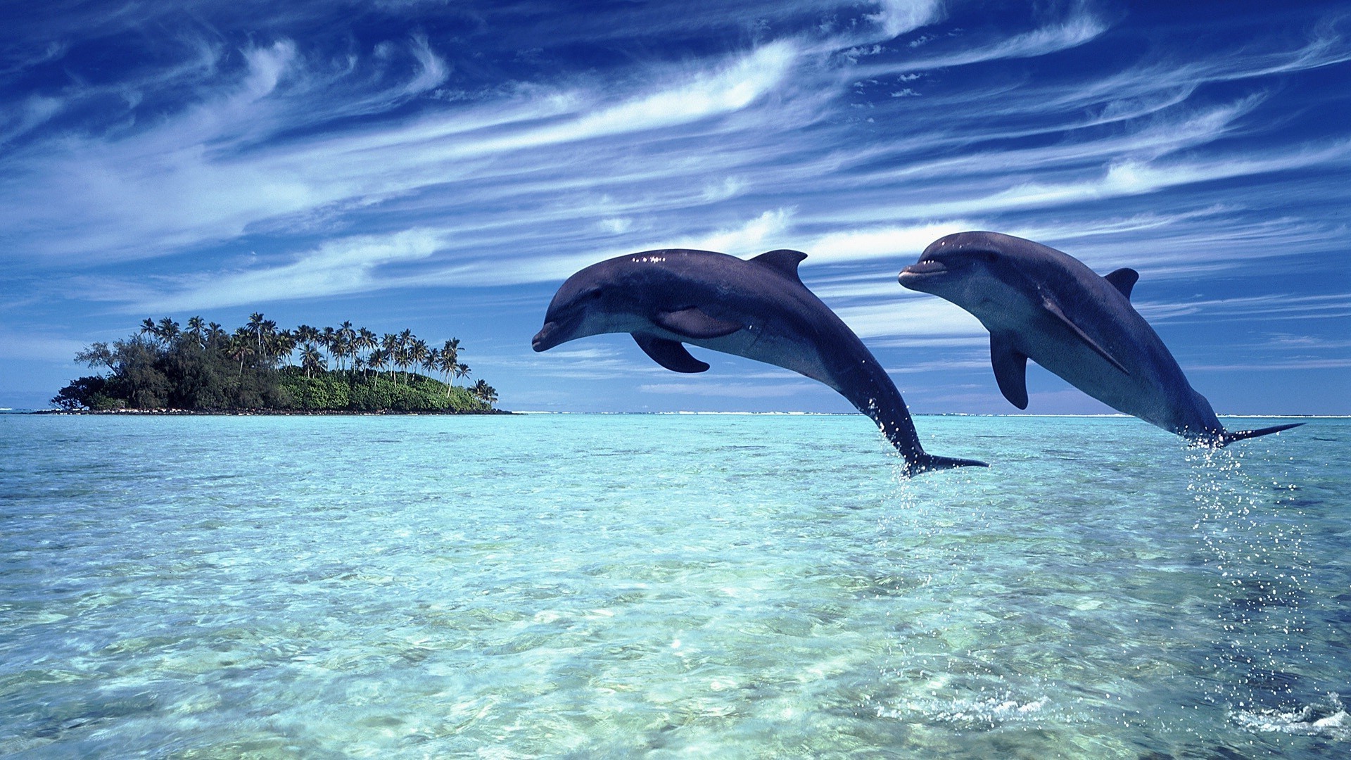 tiere unterwasser wasser ozean delphin schwimmen meer gebläse fische natur tauchen tierwelt im freien wal fin