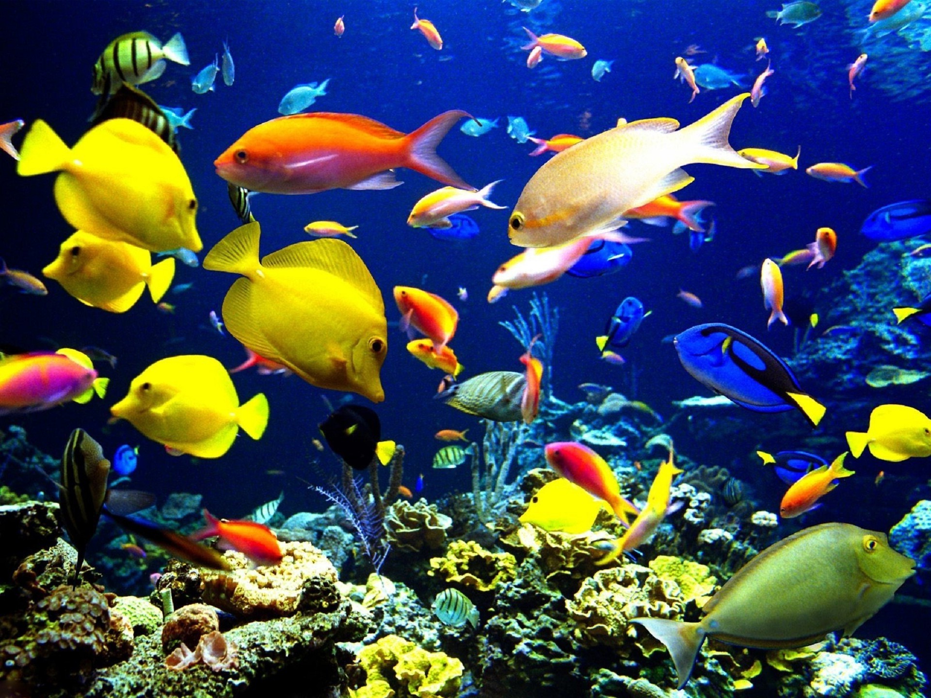 animals underwater fish reef aquarium coral ocean sea marine aquatic tropical swimming water wildlife diving school scuba deep exotic snorkeling saltwater