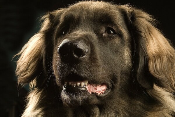 Dog s muzzle close-up on a black background