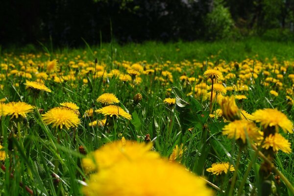 A glade of yellow dandelions in summer