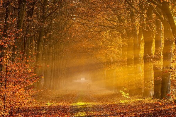 Corredor de otoño de árboles con sendero