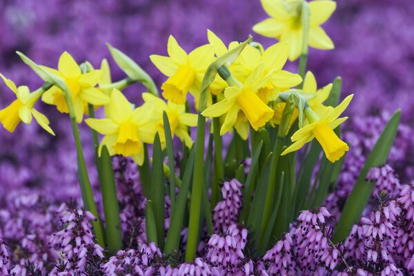 Estado de ánimo de primavera. Narcisos y muscari