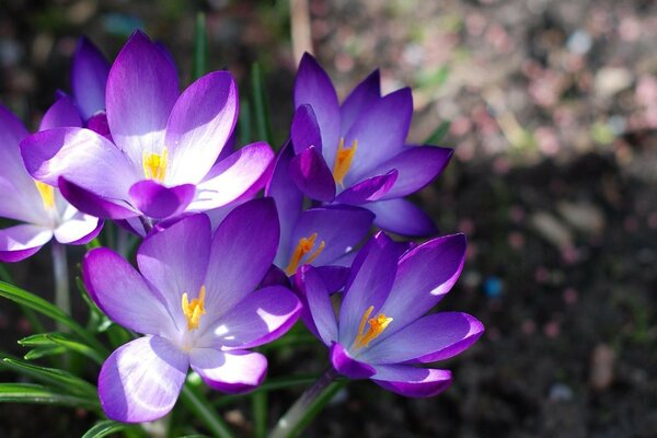 Frühling schöne lila Primeln