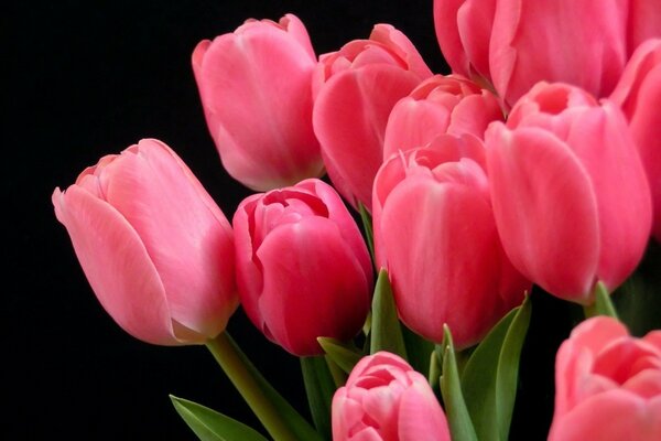 Beautiful bouquet of pink tulips