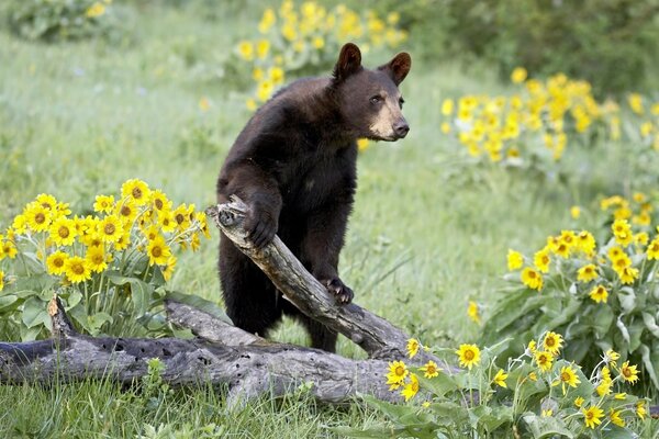 Großer Bär mit einem Ast