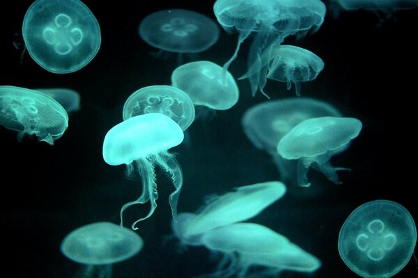 Röntgen einer Ansammlung von Quallen in der Unterwasserwelt in der Tiefe