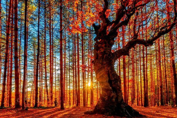 A tree in the autumn forest illuminated by the sun
