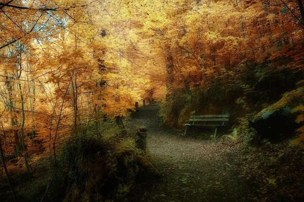 Drawing of an autumn forest with an old shop