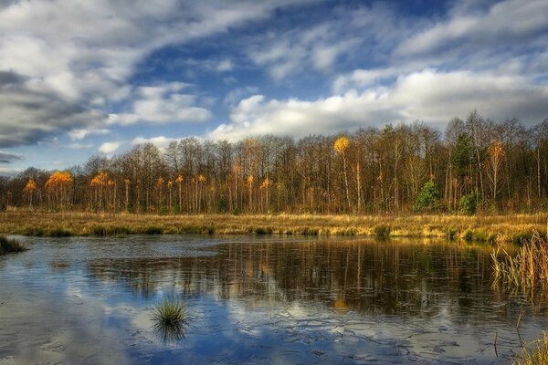 Sunny autumn forest by the pond