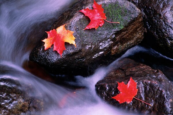 Hojas de otoño en las piedras en un arroyo