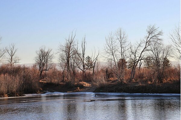 Bare autumn trees by the water