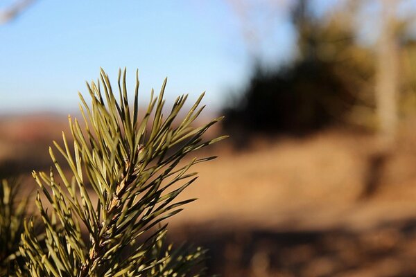 A branch of a Christmas tree in close-up on a blurry background