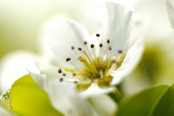 Paysage de printemps: arbres en fleurs