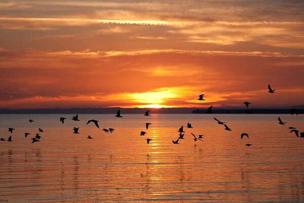 Birds fly over the water on the background of sunset