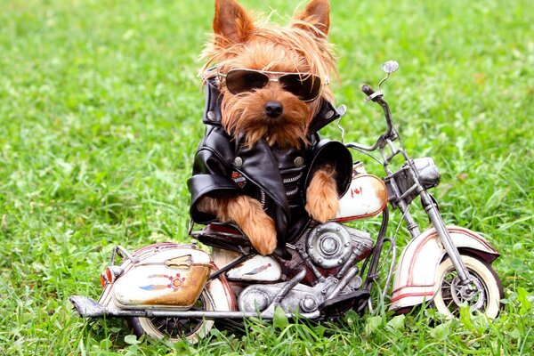 Chien cool dans les vêtements sur une moto