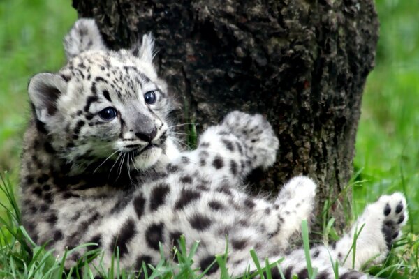 Beautiful wild kitten on the grass