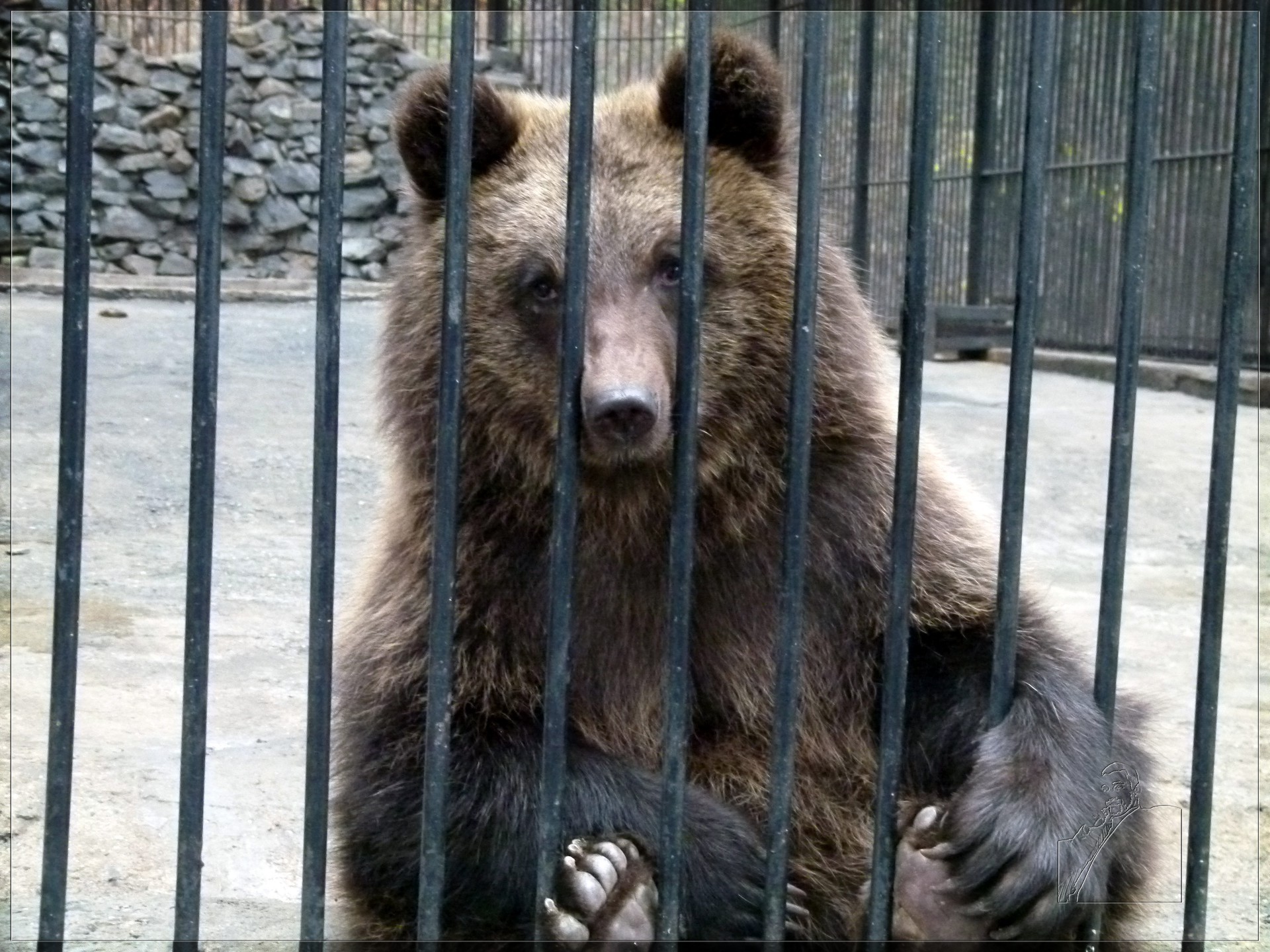 orsi mammifero fauna selvatica zoo natura all aperto animale selvaggio legno predatore ritratto pelliccia visualizzazione