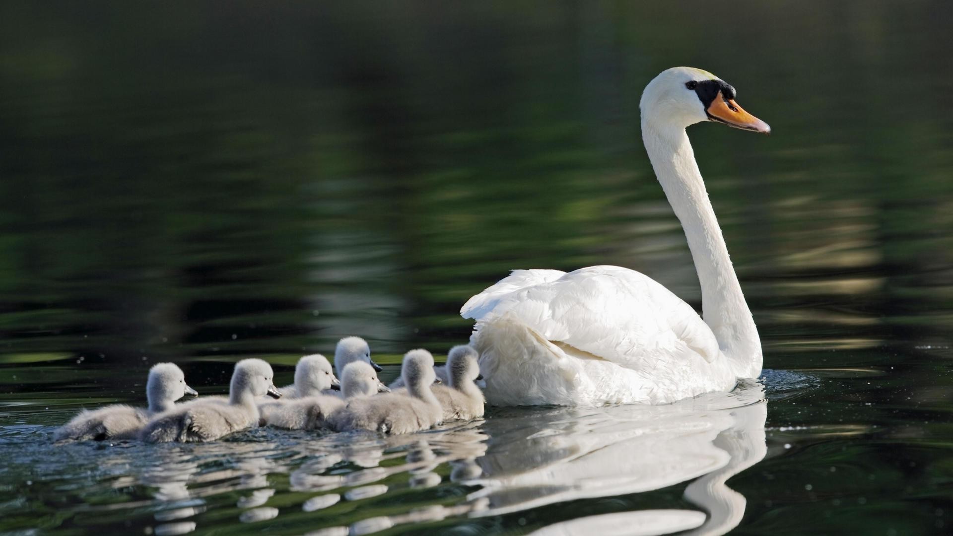 animaux cygne eau oiseau lac natation piscine canard sauvagine réflexion muet plume nature oiseaux oie cou faune rivière propreté