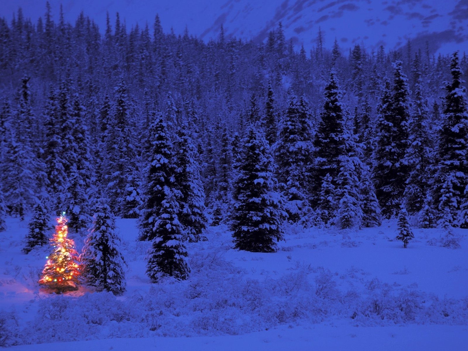 nuovo anno neve inverno legno conifere albero freddo evergreen gelo scenico all aperto paesaggio natura tempo bel tempo alba natale