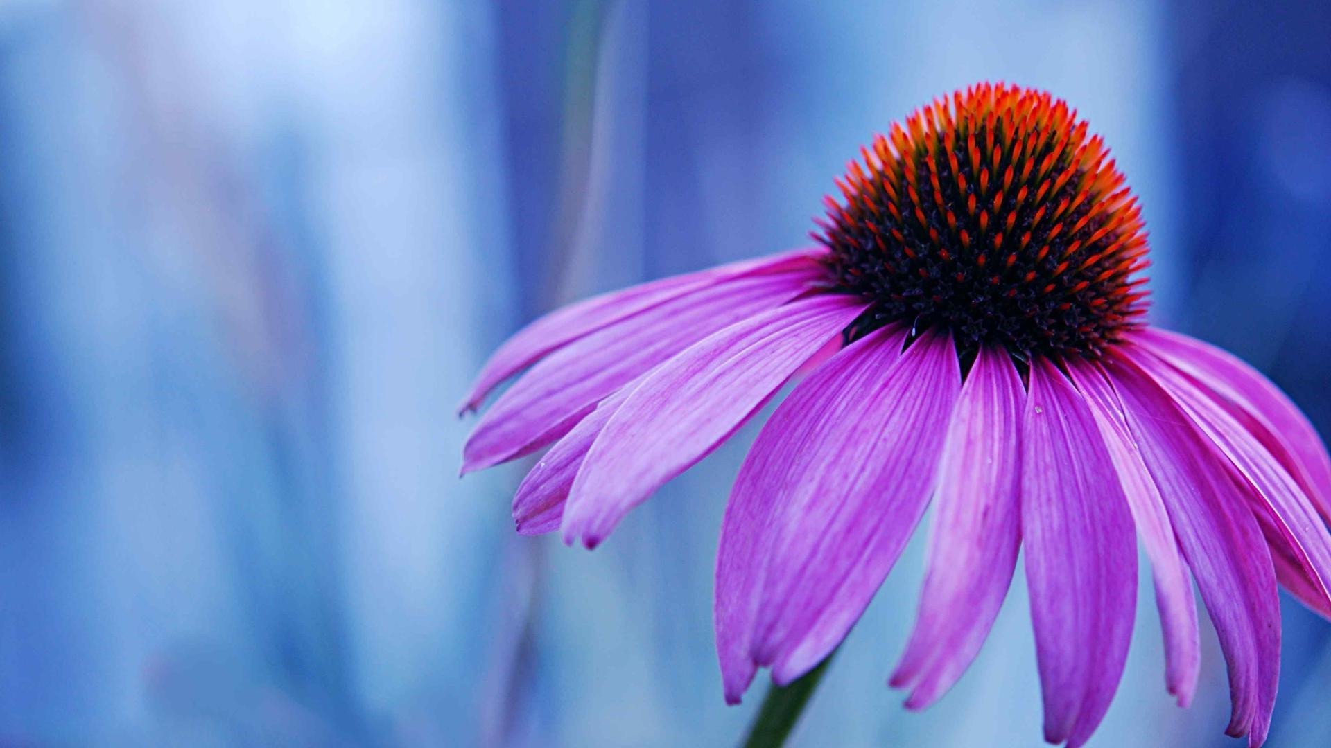 fleurs nature fleur flore été lumineux jardin pétale couleur