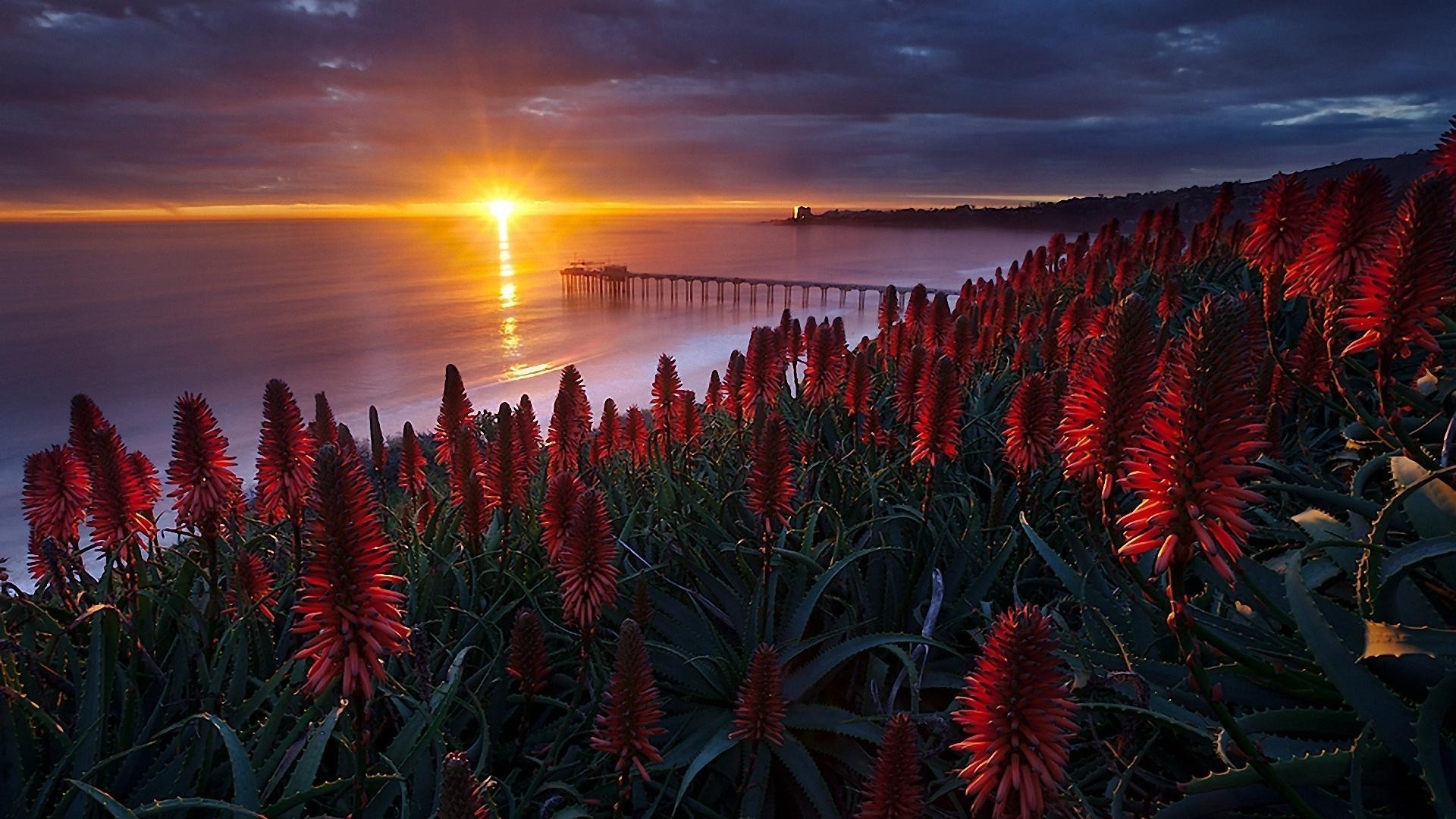 sonnenuntergang und dämmerung sonnenuntergang natur farbe blume landschaft sonne strand baum dämmerung himmel im freien flora reisen