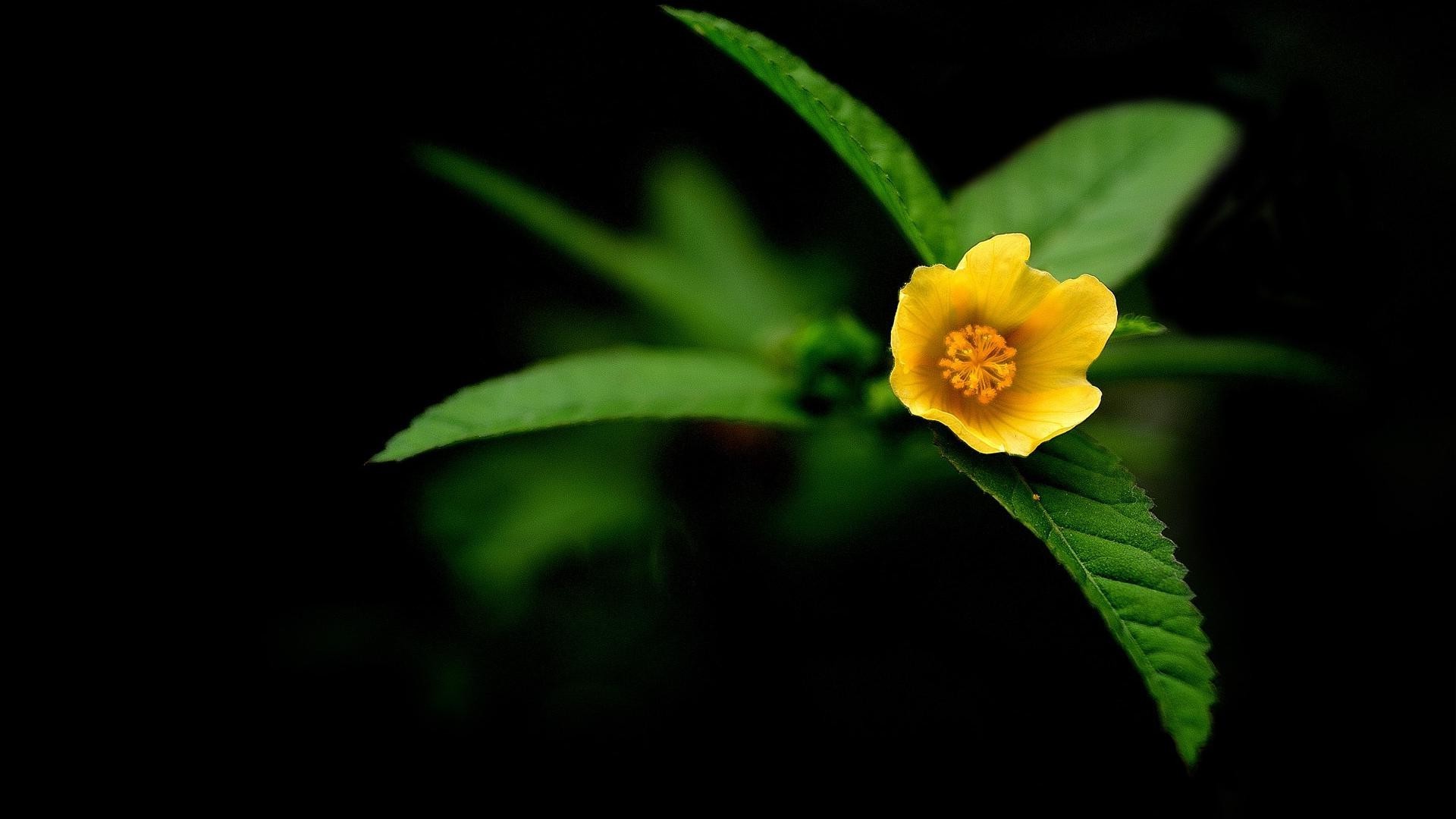 flowers leaf nature flora flower outdoors blur growth color garden bright