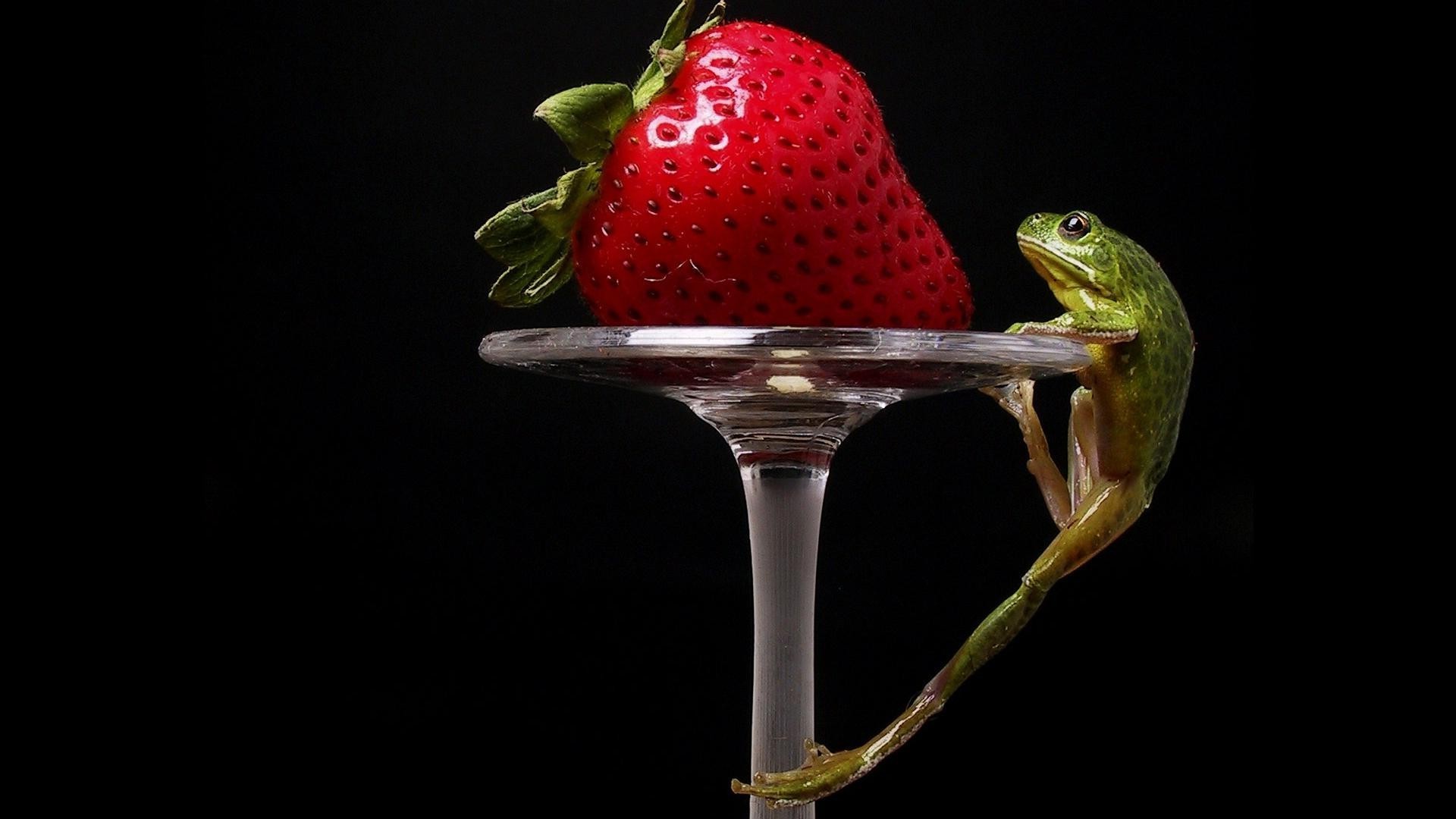 reptiles et grenouilles grenouille nourriture un fruits