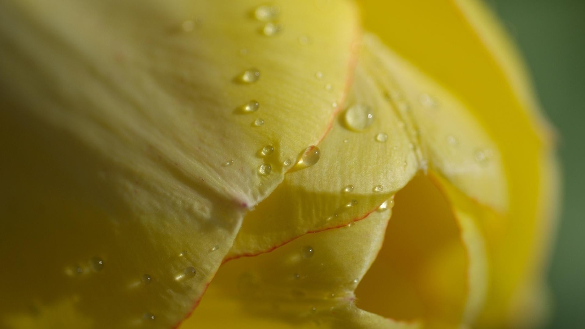 gouttelettes d eau rosée chute pluie eau humide nature feuille gouttes propreté gouttes fleur flore couleur dof lumineux croissance jardin déversoir flou