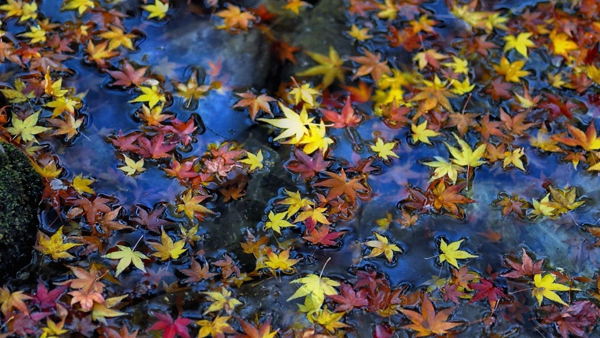 liście liść jesień klon sezon natura kolor flora jasny park drzewo na zewnątrz drewno ogród żywy pulpit