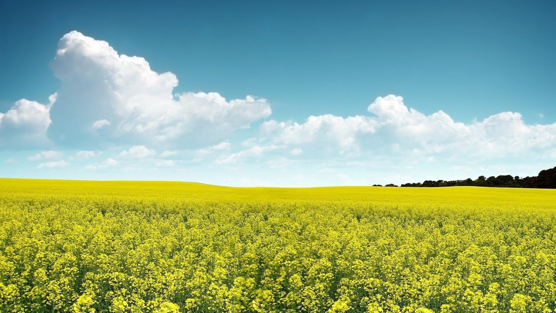 campos prados e vales agricultura campo rural paisagem fazenda colheita natureza óleo campo flor céu terras agrícolas verão crescimento solo sol flora ao ar livre pasto