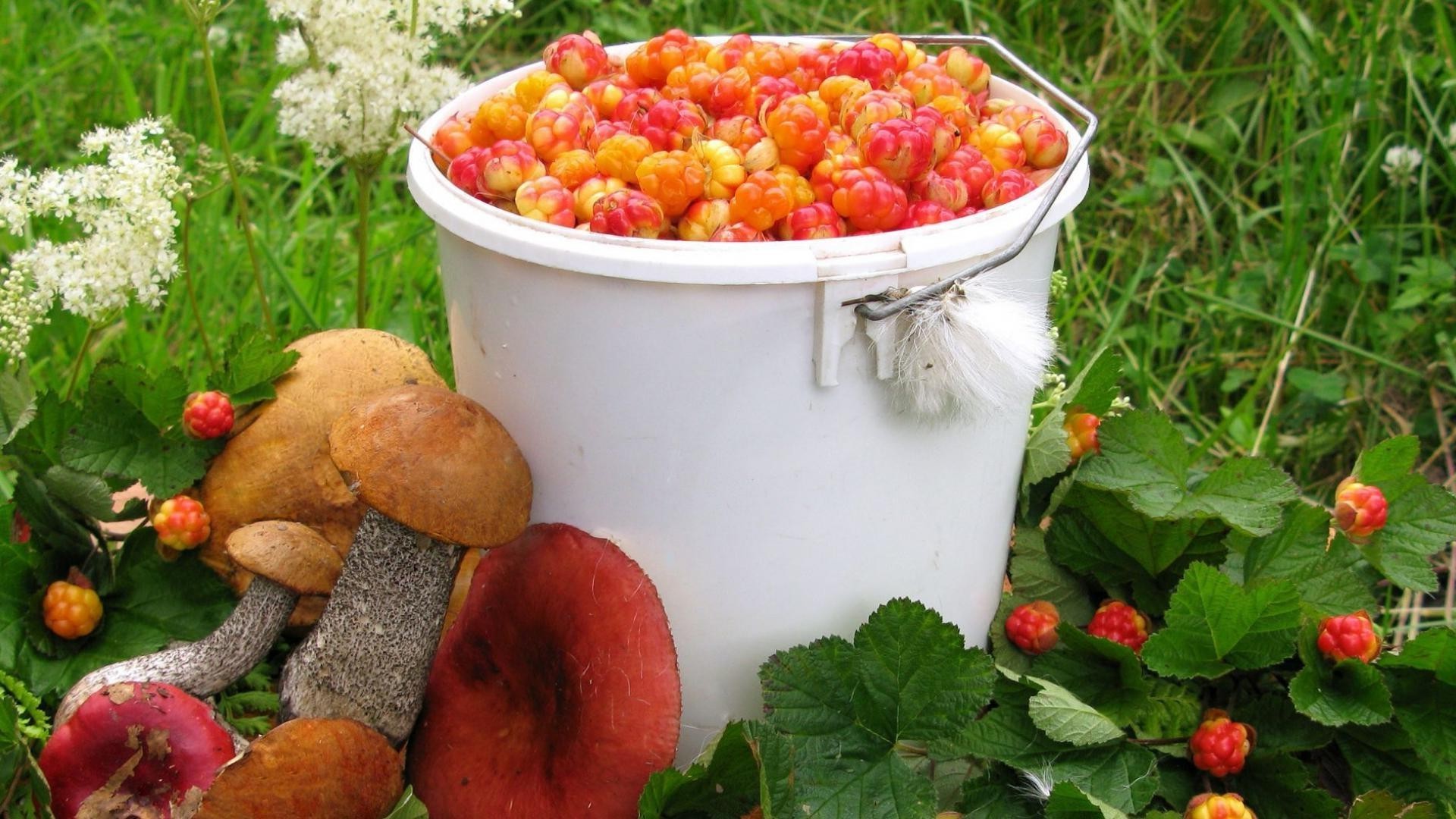 alimentos y bebidas comida fruta saludable hoja baya nutrición pasto salud vegetal delicioso crecer tazón de fuente dieta jardín naturaleza madera otoño jugoso