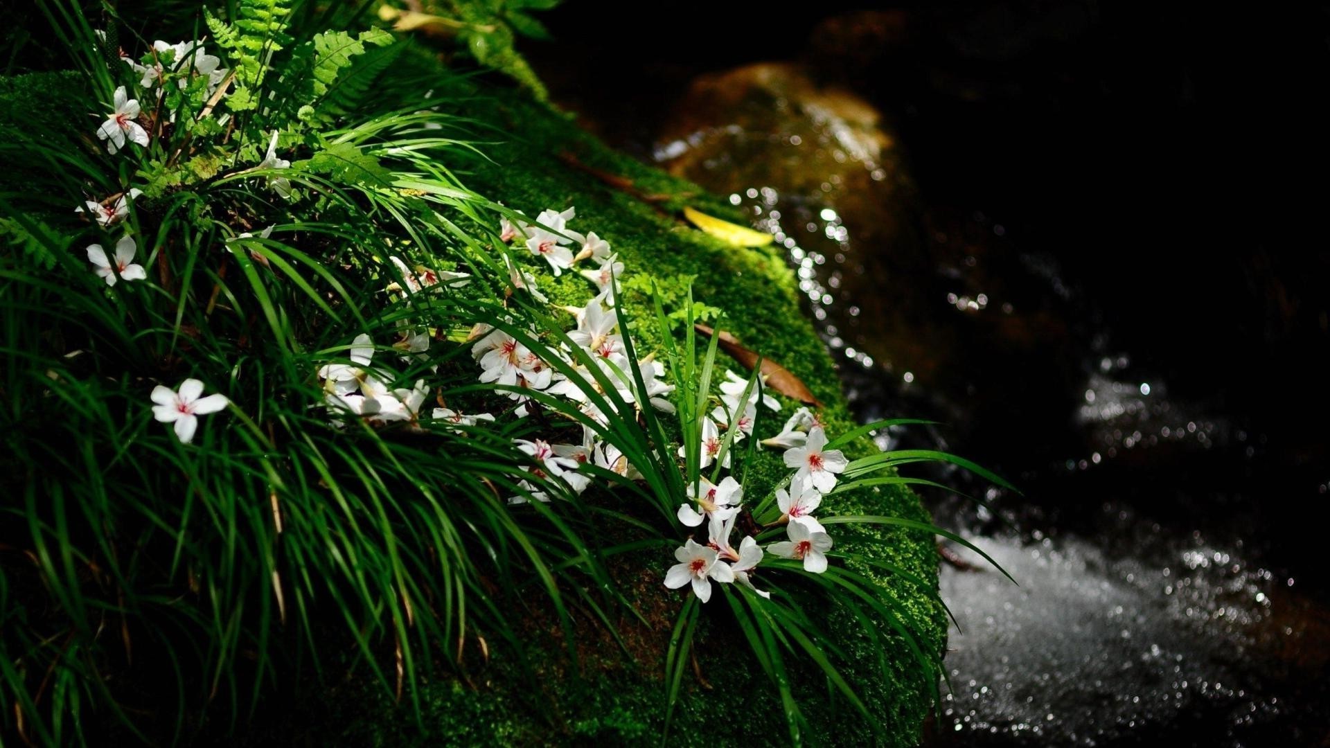 fleurs fleur nature flore feuille jardin extérieur environnement couleur croissance parc flou arbre herbe été