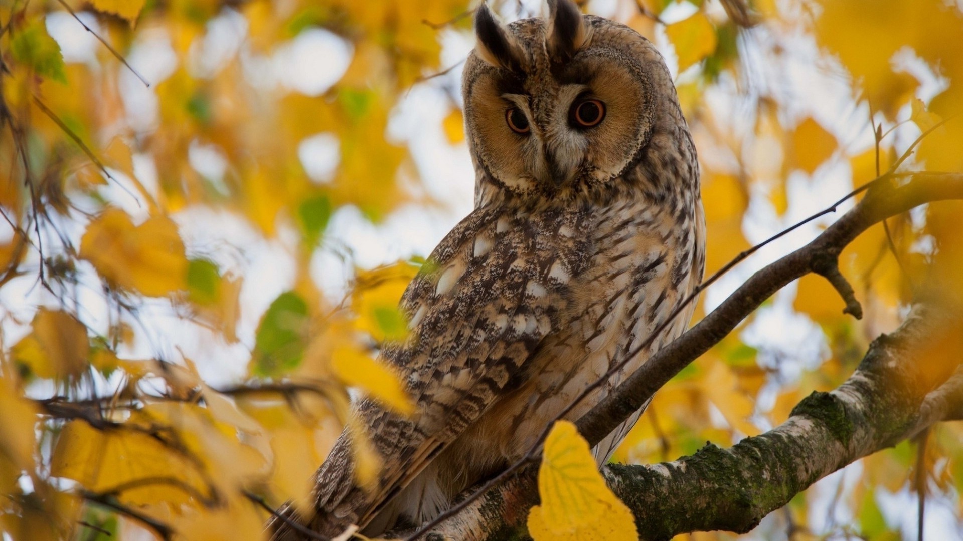 zwierzęta drewno natura sowa ptak na zewnątrz drewno przyroda liść