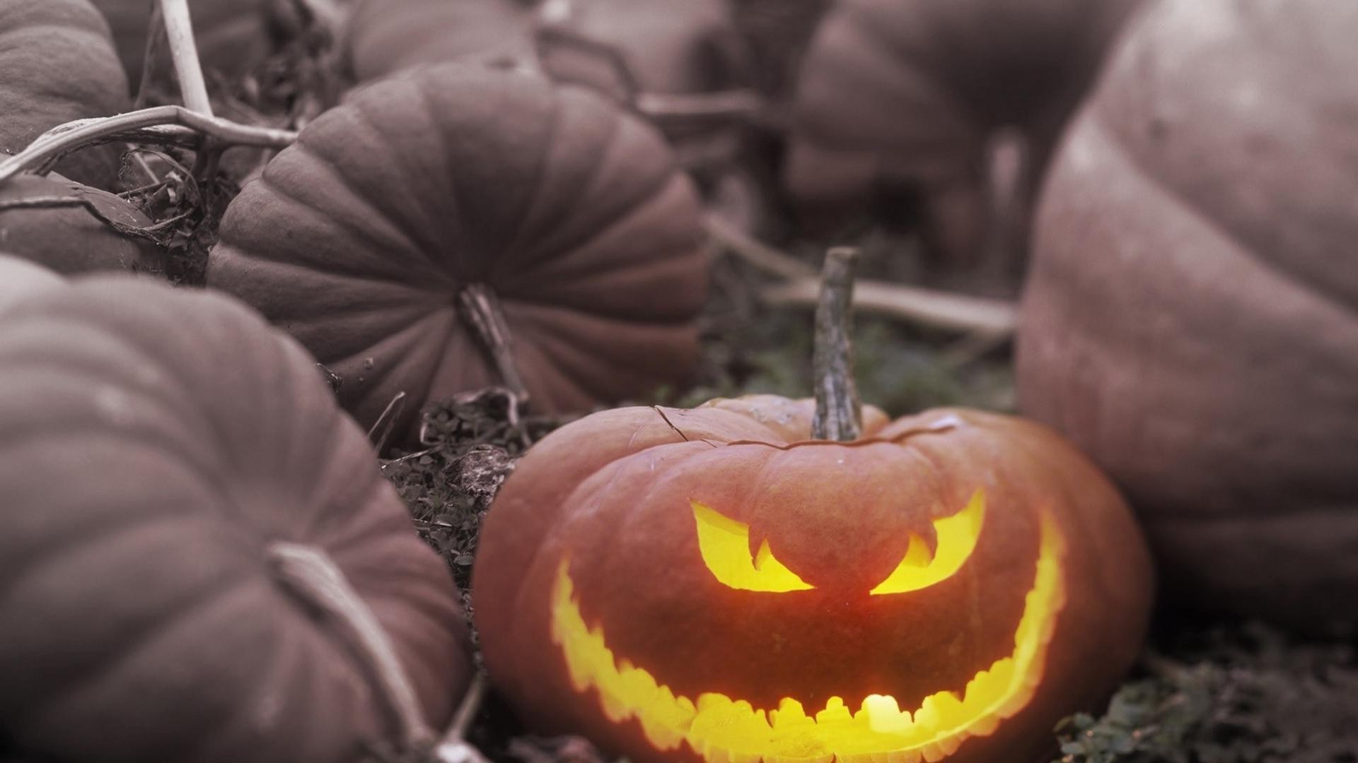 halloween calabaza otoño acción de gracias comida crecer pasto