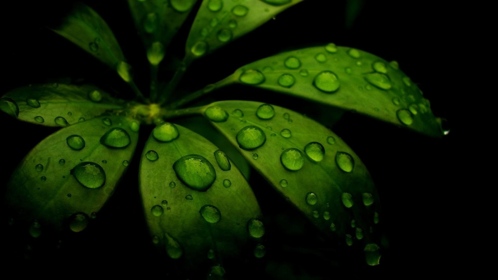 droplets and water drop flora leaf rain growth dew color garden desktop droplet freshness nature water bright texture