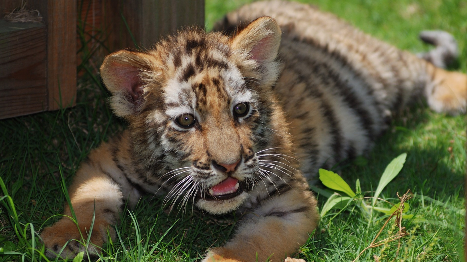 tiger säugetier katze tier tierwelt fell niedlich zoo natur raubtier fleischesser gras wild porträt