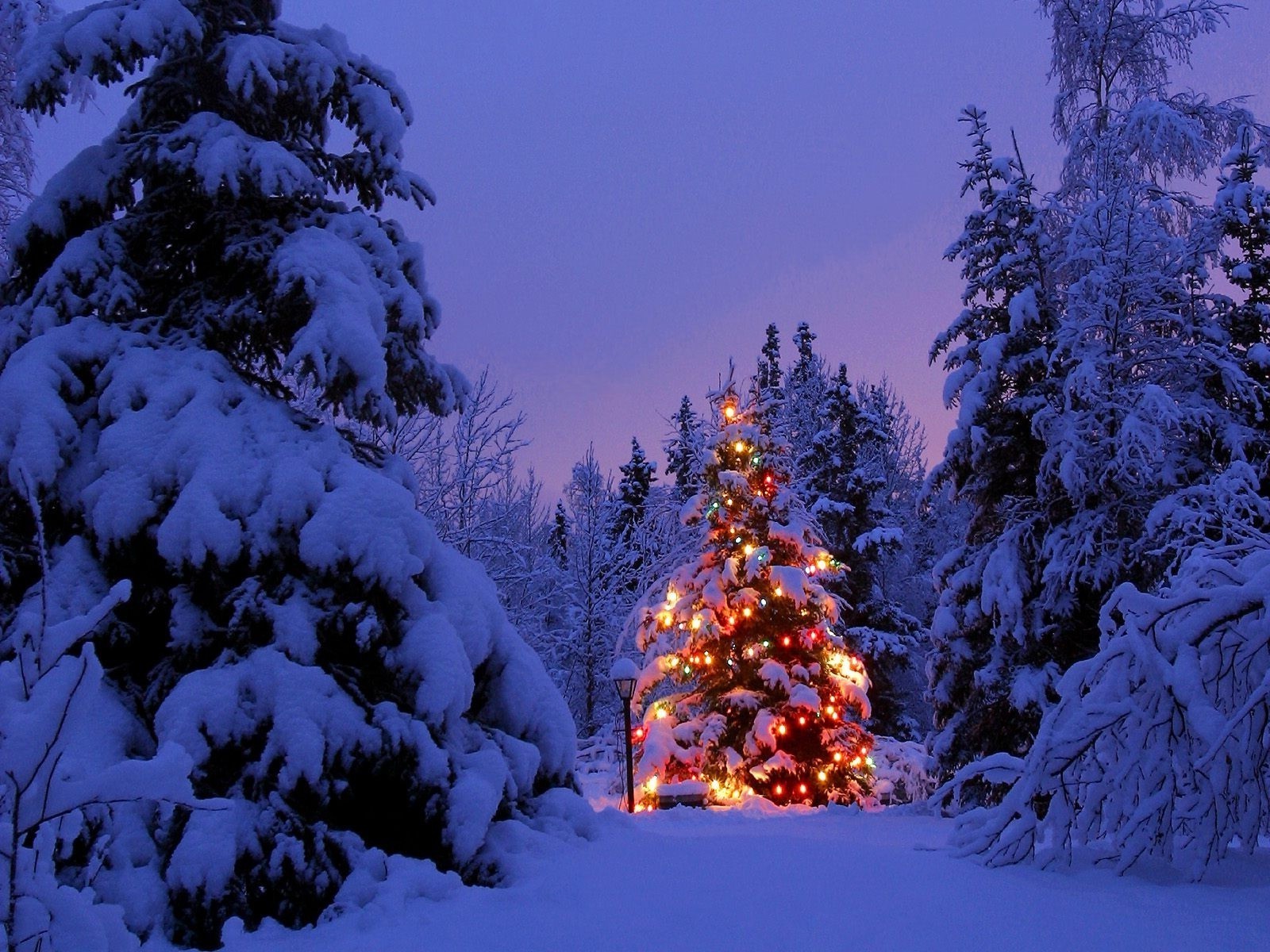 nuovo anno neve inverno freddo albero natale gelo evergreen legno di conifere pino abete stagione congelato ghiaccio paesaggio abete all aperto scenic meteo