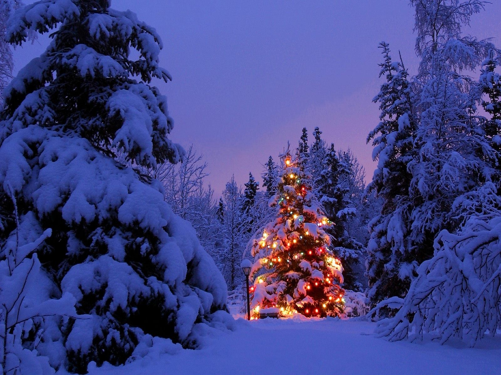 new year snow winter cold tree christmas frost evergreen conifer wood pine fir season frozen ice landscape spruce outdoors scenic weather