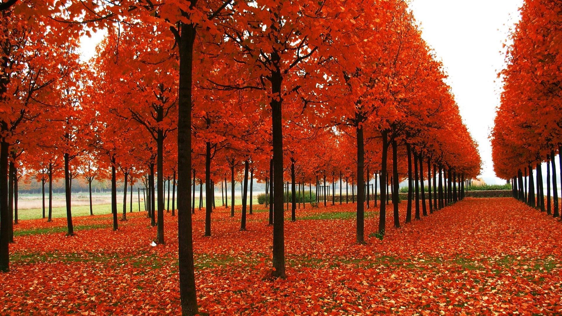 autumn leaf tree fall landscape park season maple bright nature outdoors countryside wood color rural scenic