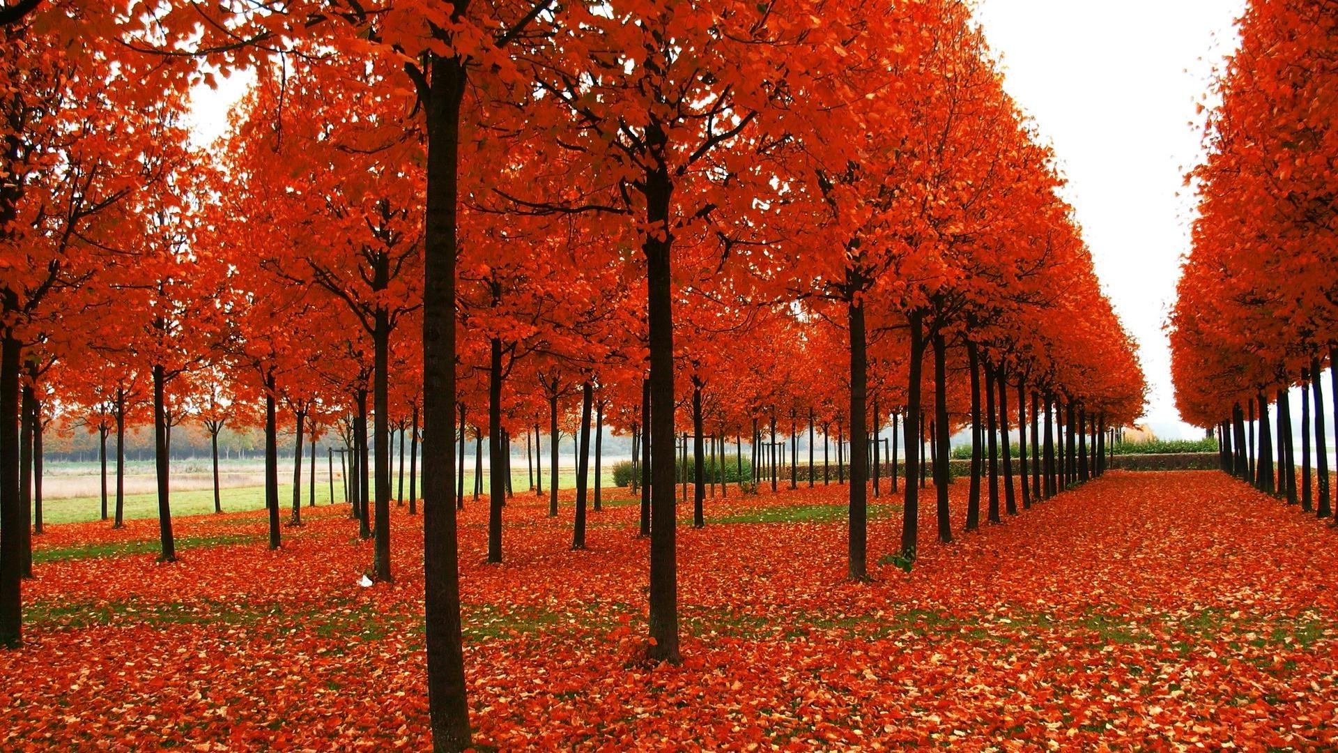 sonbahar yaprak ağaç sonbahar manzara park sezon akçaağaç parlak doğa açık havada kırsal ahşap renk kırsal doğal