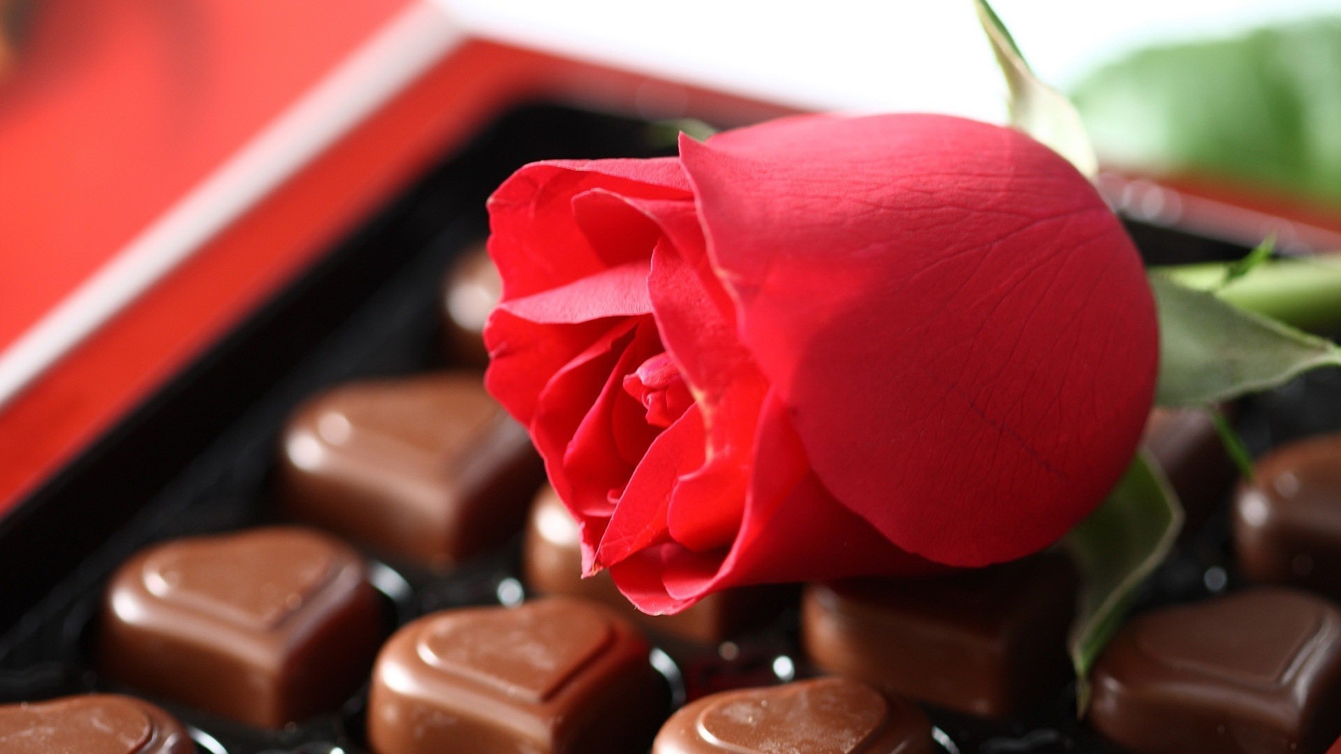 Red rose and chocolates wallpaper