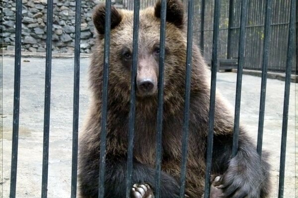 Oso triste tras las rejas del zoológico